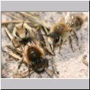 Colletes cunicularius - Weiden-Seidenbiene 08.jpg